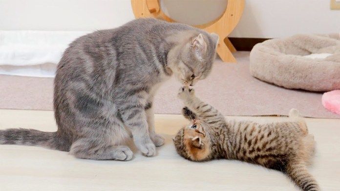 母猫に抵抗する子猫