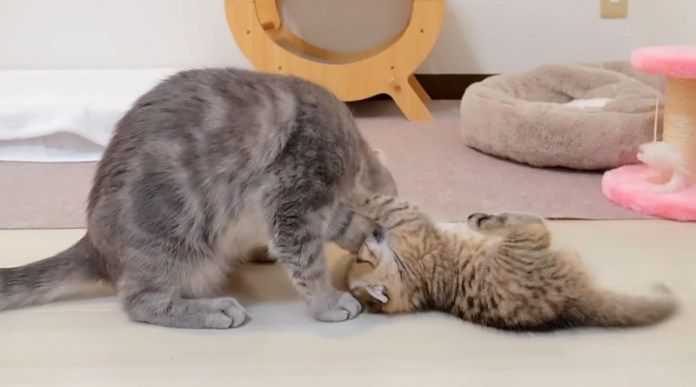 子猫を寝かしつけようとする母猫