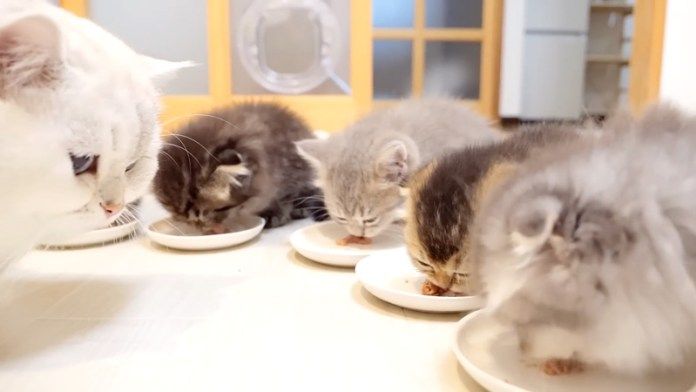 ご飯が気になるパパ猫