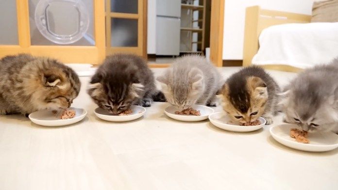 ご飯を食べる子猫達