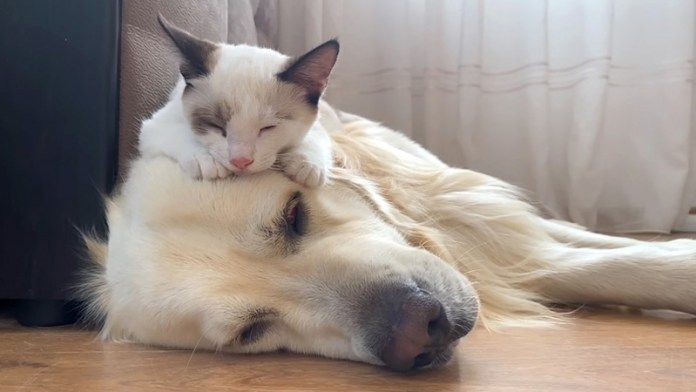 仲良くなった犬と子猫