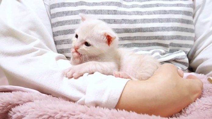 膝の上で毛づくろいする子猫