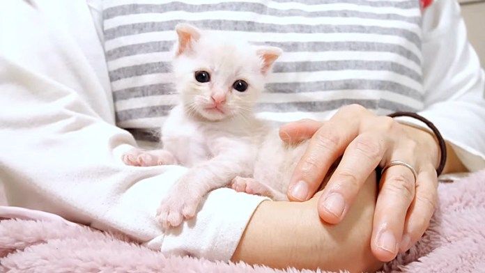 膝の上でくつろぐ子猫