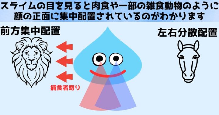 スライムの目の配置は前方集中型となっています