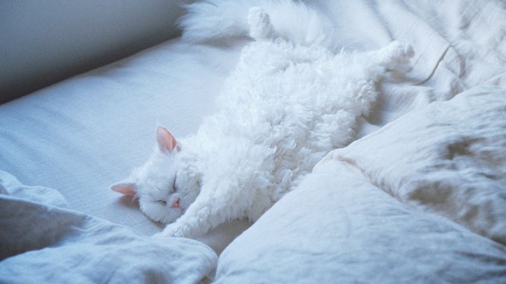 セルカークレックス