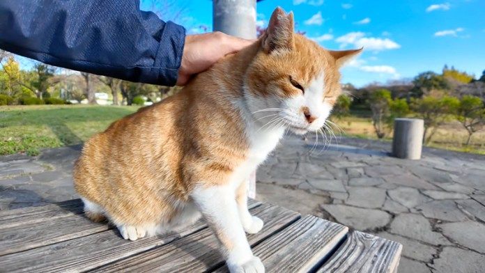 撫でられる猫