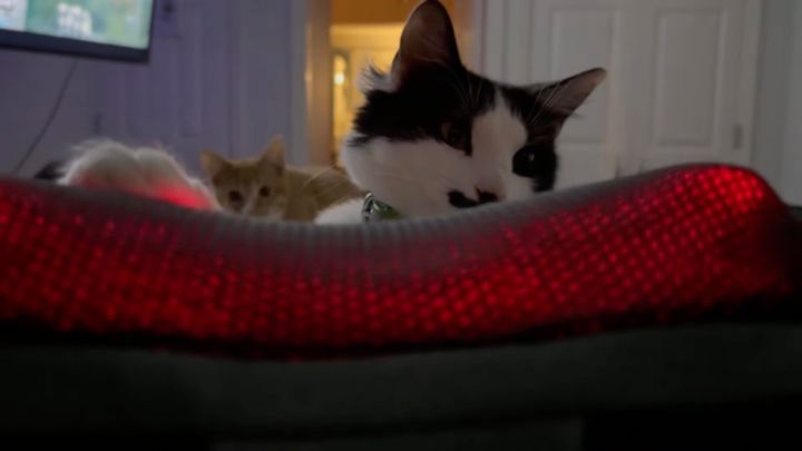 肉球に疲労を感じた若き猫、マッサージ機の悦楽を知る