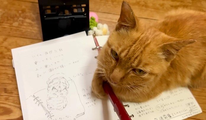 ノートに乗る猫