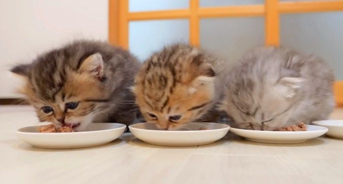 ご飯を食べる子猫達