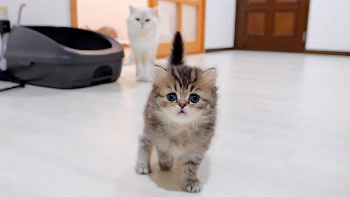 無言のプレッシャーをかけてくる子猫