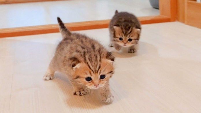 近づいてくる子猫達