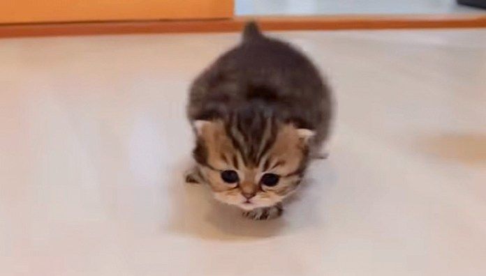 駆け寄ってくる子猫