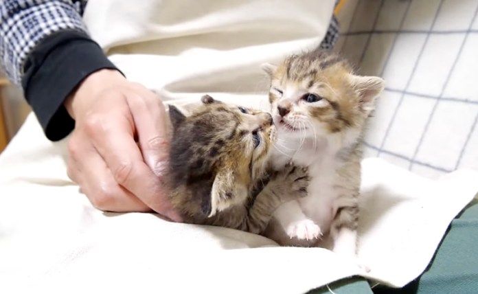 プロレスごっこをする子猫達