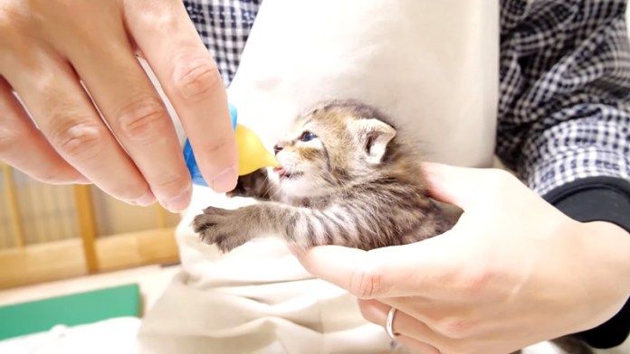 ミルクを飲む子猫