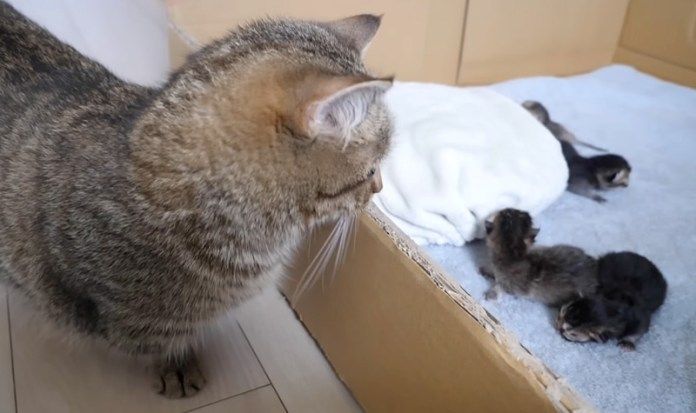 子猫達を見守る母猫