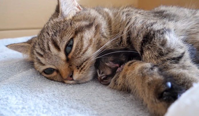 子猫を抱きしめる母猫