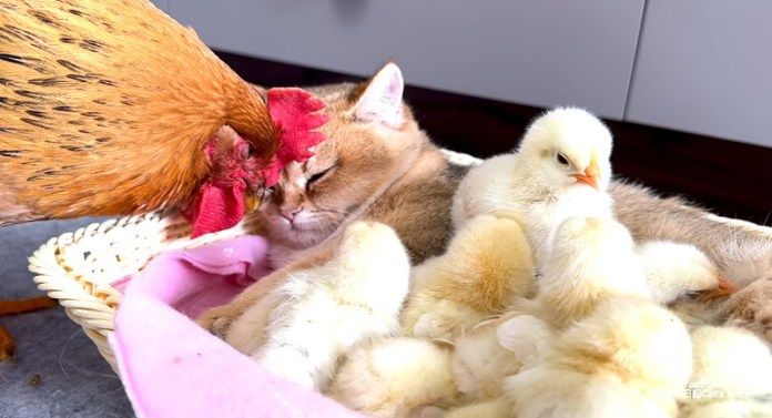 仲良しなヒヨコと子猫