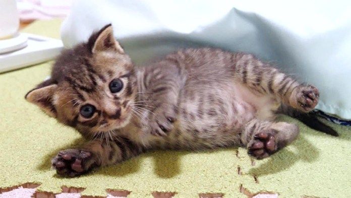 転がる子猫
