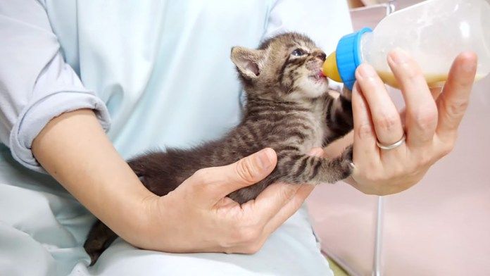 ミルクを飲む子猫