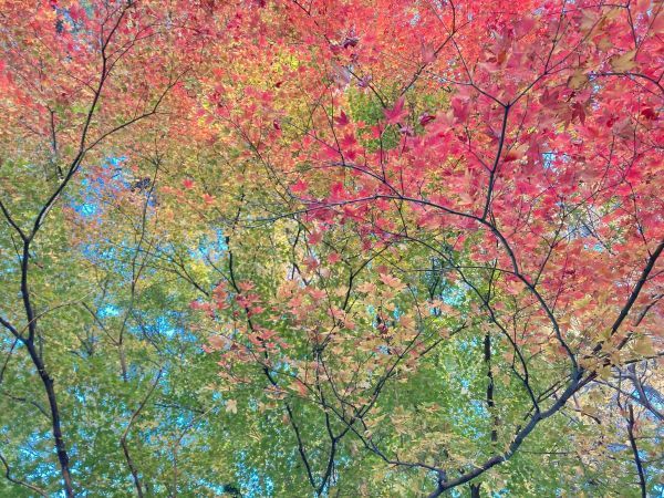 紅葉