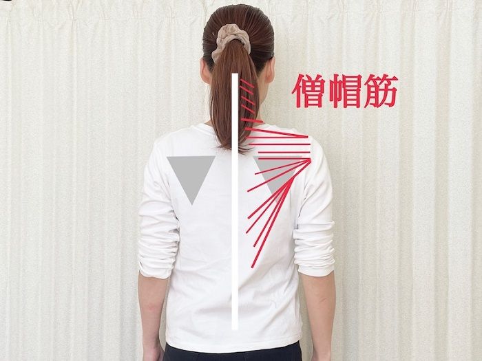 僧帽筋を記した図