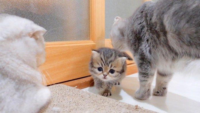 家族に見守られる子猫