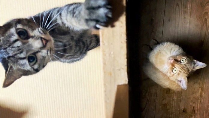 向こう側が気になる猫達