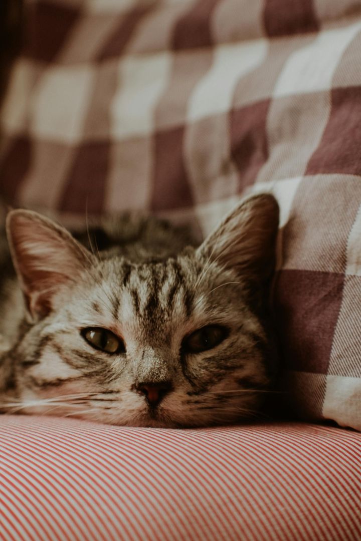 本日の美人猫vol.606