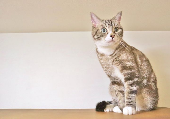 猫のオスとメスとでは、飼いやすさに違いはある？