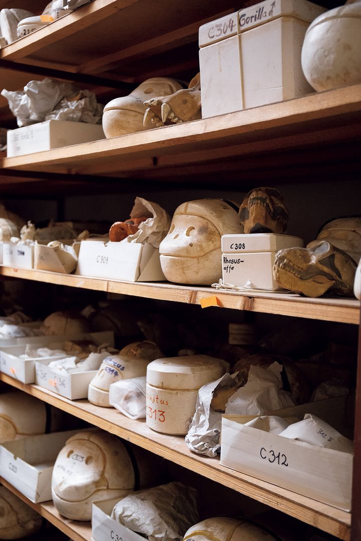 ドイツ〈クランツ商会〉のアーカイブ室