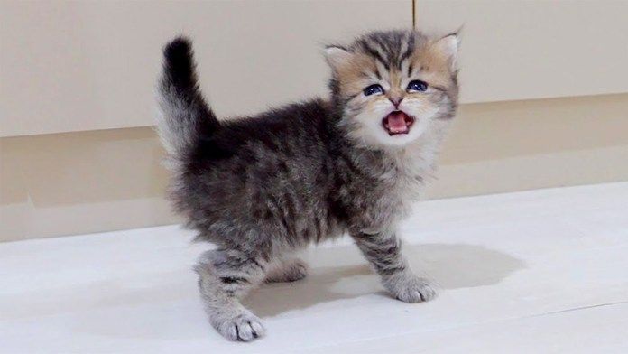 ご飯が食べたい子猫