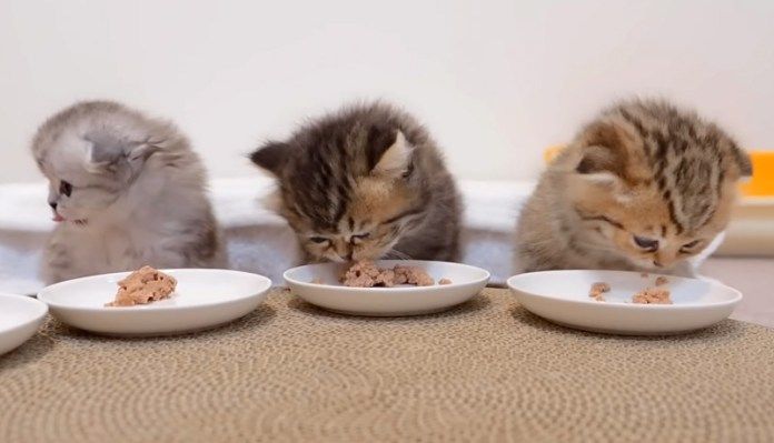 ご飯を食べる子猫達