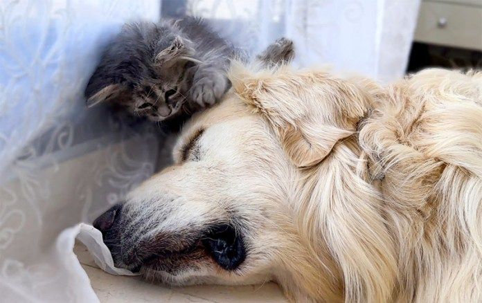 犬を起こそうと頑張る子猫