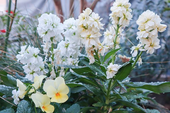 パンジーとストック