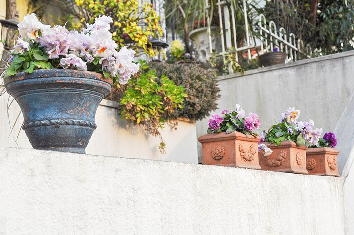 パンジの鉢植え