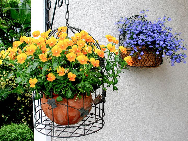 初夏のパンジーの鉢植え