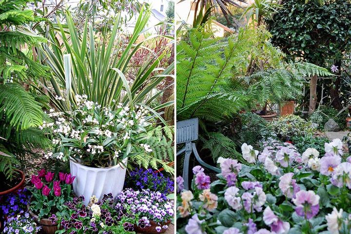 パンジーの寄せ植え