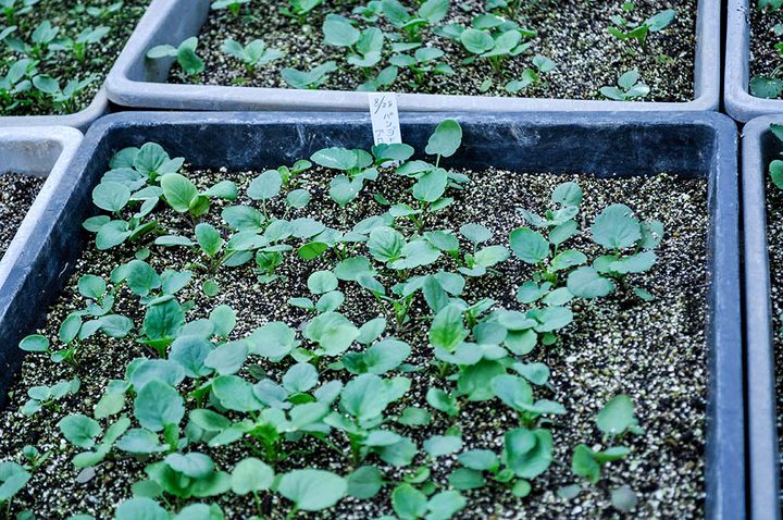 種まきから育てたパンジー