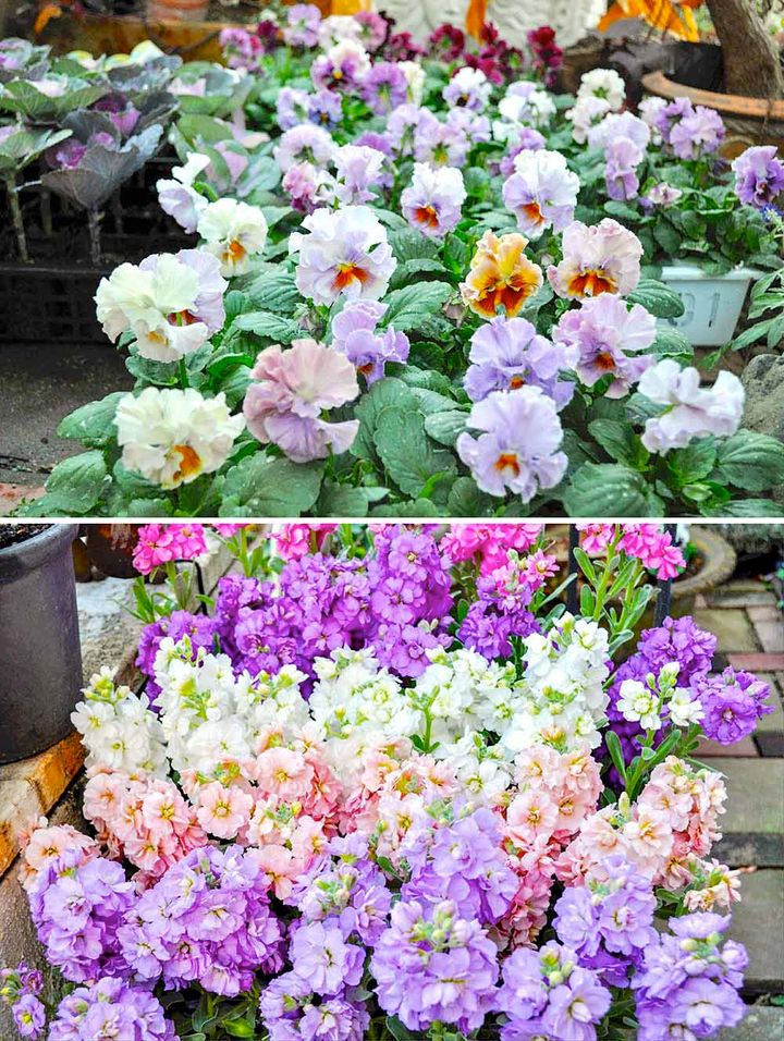 パンジーとストック