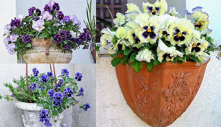 パンジーの鉢植え