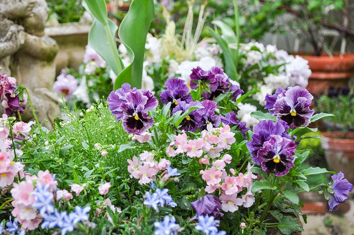 パンジーの寄せ植え