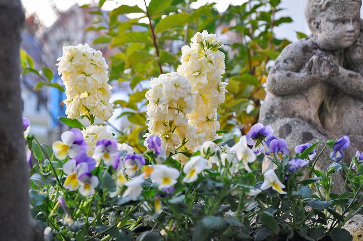 パンジーとストック