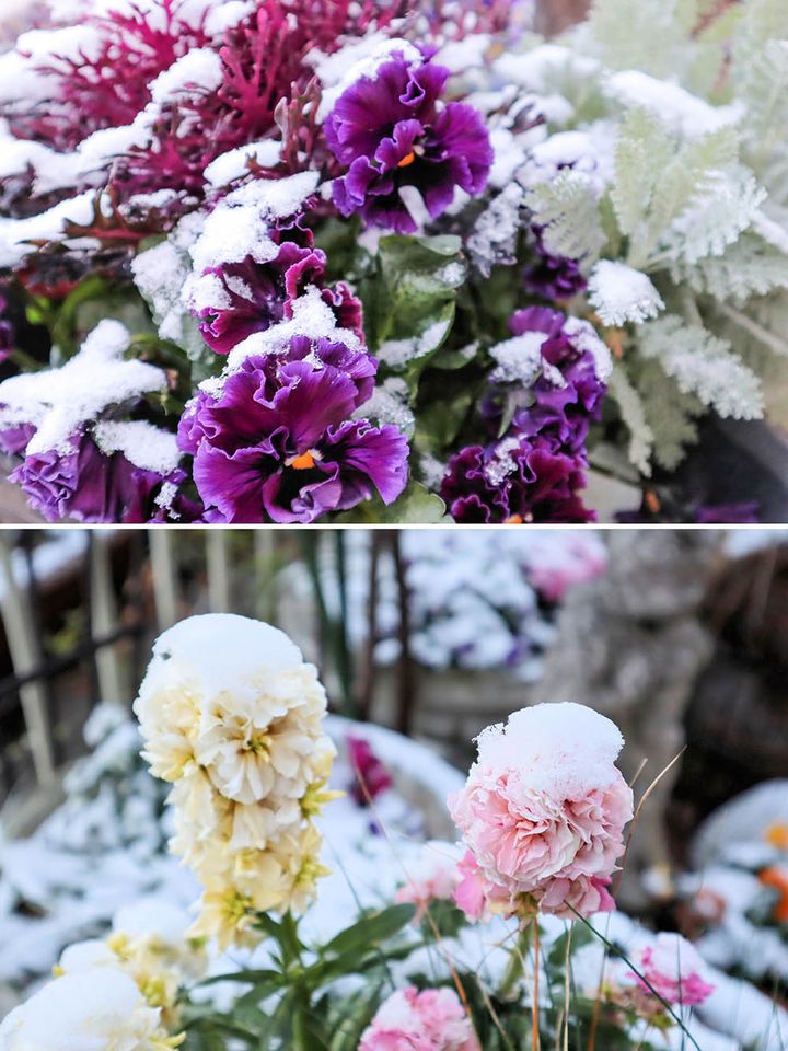 寒さに強い花