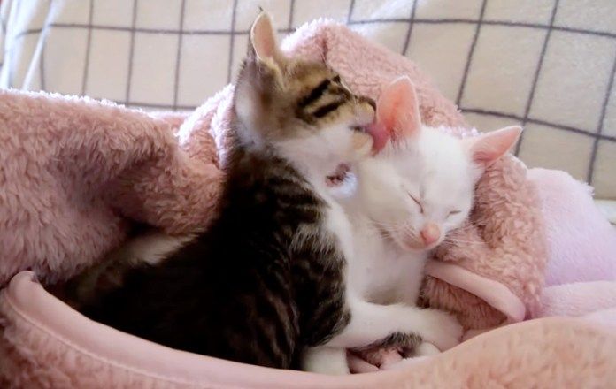 兄弟を起こしたい子猫