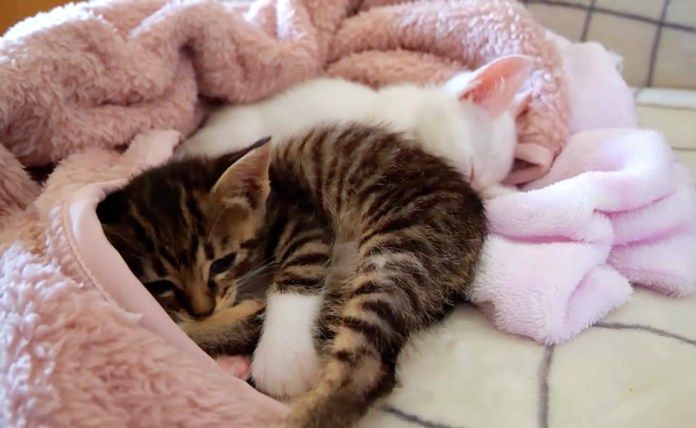 毛づくろいする子猫