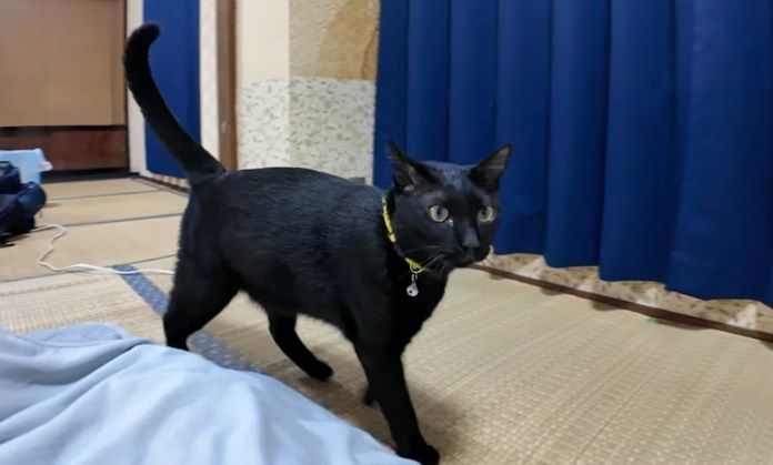旅館の部屋に遊びに来た猫