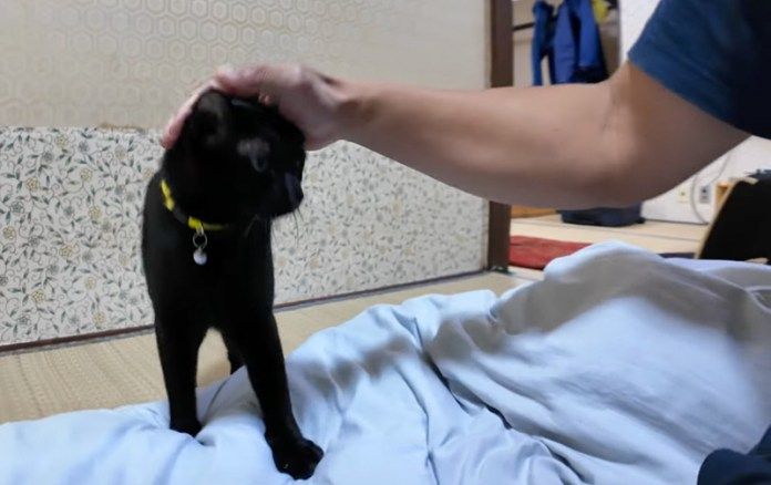 撫でられる猫