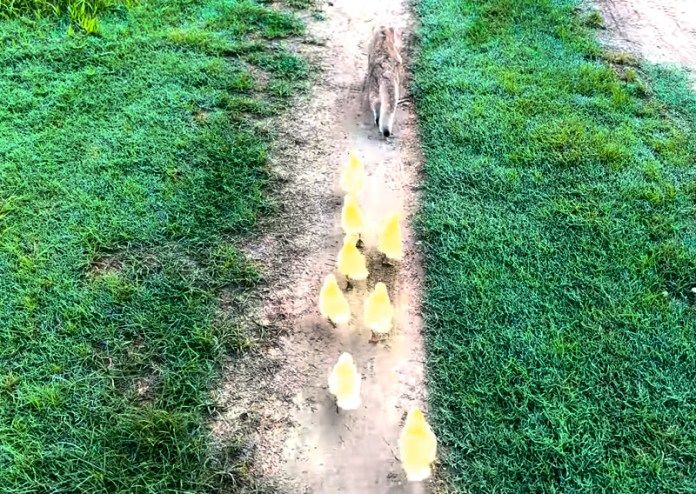 ヒナ達を連れて冒険する猫