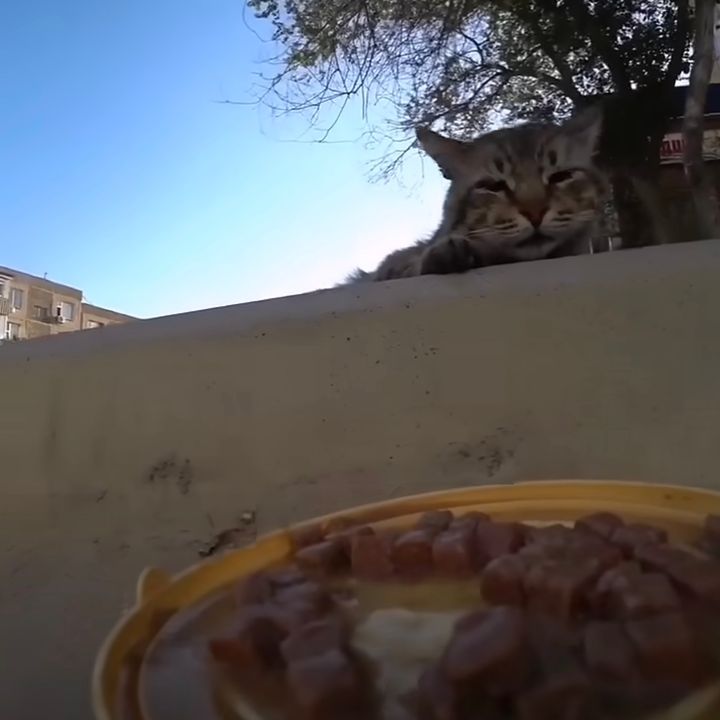 猫たちにごはんを届けるリモコンカー、寝惚け眼も一瞬で醒め