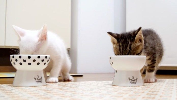 ご飯を食べる子猫達